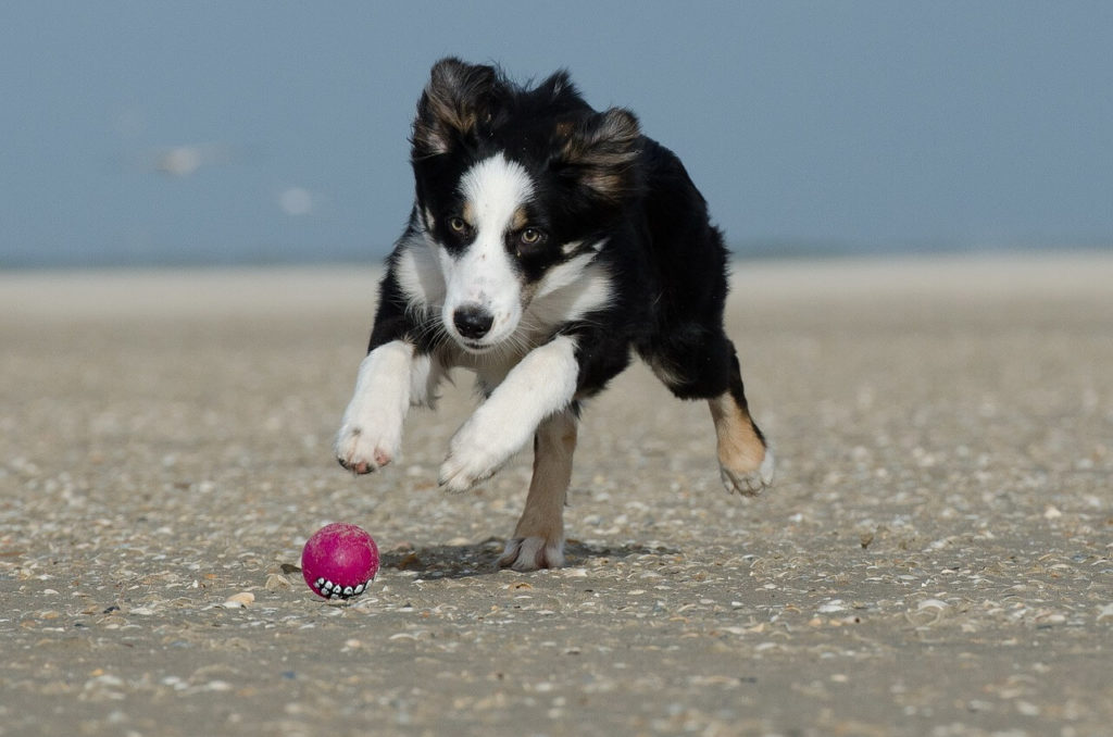 Exercise with your do by playing with a ball