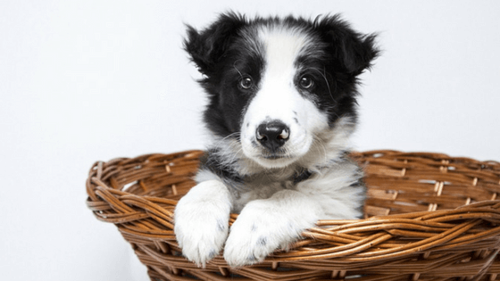 Black and white dog in a basket - Top 10 Things You Need To Do When Preparing for House Guests