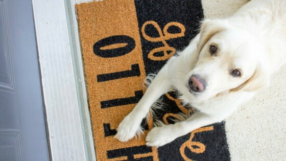 A dog lying on a mat- Gracious host