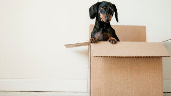 Box for donations when decluttering before a move.