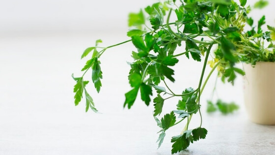 Parsley is an ingredient in Ecos' non-toxic cleaning products.